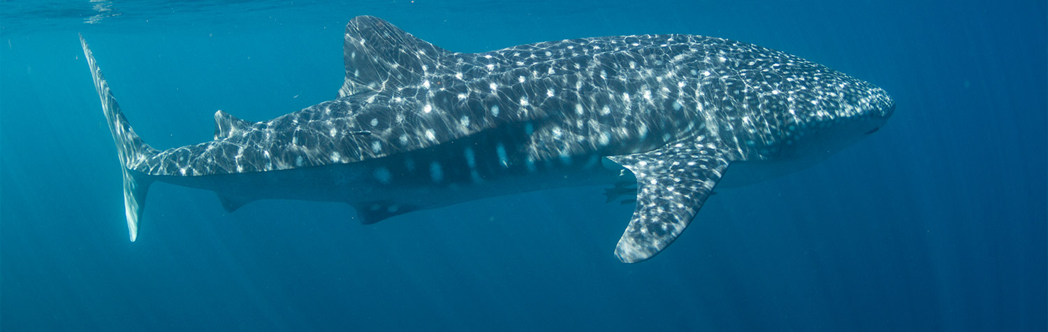 Whale Shark Swimming, Exmouth, Australia